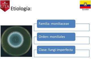 Etiología:

Ecuador

Familia: moniliaceae

Orden: moniliales

Clase: fungi imperfecta

 