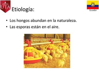 Etiología:
• Los hongos abundan en la naturaleza.
• Las esporas están en el aire.

Ecuador

 