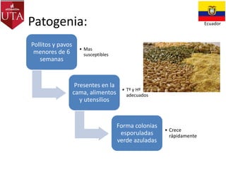 Patogenia:
Pollitos y pavos
menores de 6
semanas

Ecuador

• Mas
susceptibles

Presentes en la
cama, alimentos
y utensilios

• Tº y Hº
adecuados

Forma colonias
esporuladas
verde azuladas

• Crece
rápidamente

 