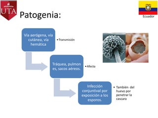 Patogenia:
Vía aerógena, vía
cutánea, vía
hemática

Ecuador

• Transmisión

Tráquea, pulmon
es, sacos aéreos.

• Afecta

Infección
conjuntival por
exposición a los
esporos.

• También del
huevo por
penetrar la
cascara

 