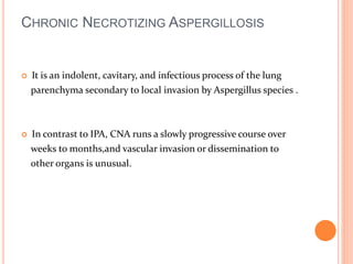 CHRONIC NECROTIZING ASPERGILLOSIS 
 It is an indolent, cavitary, and infectious process of the lung 
parenchyma secondary to local invasion by Aspergillus species . 
 In contrast to IPA, CNA runs a slowly progressive course over 
weeks to months,and vascular invasion or dissemination to 
other organs is unusual. 
 