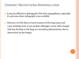 CHRONIC NECROTIZING ASPERGILLOSIS 
 It may be difficult to distinguish CNA from aspergilloma, especially 
if a previous chest radiograph is not available. 
 However, in CNA there is local invasion of the lung tissue and 
a pre-existing cavity is not needed, although a cavity with a fungal 
ball may develop in the lung as a secondary phenomenon, due to 
destruction by the fungus. 
 