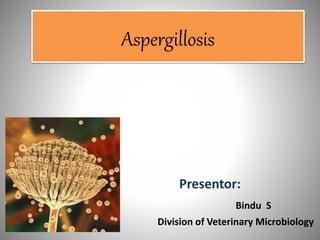 Aspergillosis
Presentor:
Bindu S
Division of Veterinary Microbiology
 