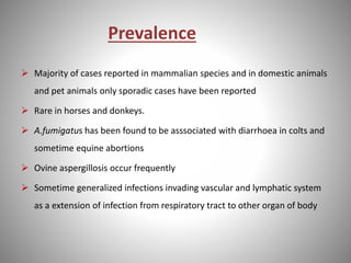 Prevalence
 Majority of cases reported in mammalian species and in domestic animals
and pet animals only sporadic cases have been reported
 Rare in horses and donkeys.
 A.fumigatus has been found to be asssociated with diarrhoea in colts and
sometime equine abortions
 Ovine aspergillosis occur frequently
 Sometime generalized infections invading vascular and lymphatic system
as a extension of infection from respiratory tract to other organ of body
 