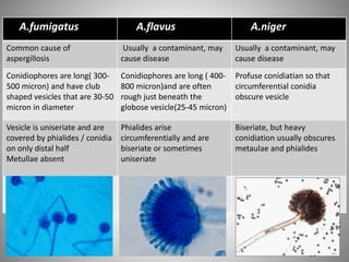 A.fumigatus A.flavus A.niger
Common cause of
aspergillosis
Usually a contaminant, may
cause disease
Usually a contaminant, may
cause disease
Conidiophores are long( 300-
500 micron) and have club
shaped vesicles that are 30-50
micron in diameter
Conidiophores are long ( 400-
800 micron)and are often
rough just beneath the
globose vesicle(25-45 micron)
Profuse conidiatian so that
circumferential conidia
obscure vesicle
Vesicle is uniseriate and are
covered by phialides / conidia
on only distal half
Metullae absent
Phialides arise
circumferentially and are
biseriate or sometimes
uniseriate
Biseriate, but heavy
conidiation usually obscures
metaulae and phialides
Conidia arise in chains Conidia are round, rough
form long chains
Conidia are spherical ,
3-5micron , and roughen
with maturity
 