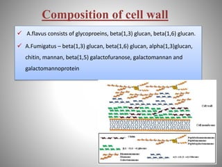 Composition of cell wall
 A.flavus consists of glycoproeins, beta(1,3) glucan, beta(1,6) glucan.
 A.Fumigatus – beta(1,3) glucan, beta(1,6) glucan, alpha(1,3)glucan,
chitin, mannan, beta(1,5) galactofuranose, galactomannan and
galactomannoprotein
 