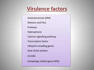 Virulence factors
Galactomannan (GM)
Melanin and Fks1
Protease
Siderophores
Calcium signalling pathway
Transcription factor
Ubiqutin encoding genes
Heat shock protein
Conidia
Autophagy related gene (ATG)
 