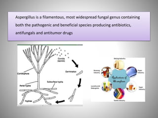 Aspergillus is a filamentous, most widespread fungal genus containing
both the pathogenic and beneficial species producing antibiotics,
antifungals and antitumor drugs
 