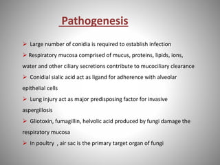 Pathogenesis
 Large number of conidia is required to establish infection
 Respiratory mucosa comprised of mucus, proteins, lipids, ions,
water and other ciliary secretions contribute to mucociliary clearance
 Conidial sialic acid act as ligand for adherence with alveolar
epithelial cells
 Lung injury act as major predisposing factor for invasive
aspergillosis
 Gliotoxin, fumagillin, helvolic acid produced by fungi damage the
respiratory mucosa
 In poultry , air sac is the primary target organ of fungi
 
