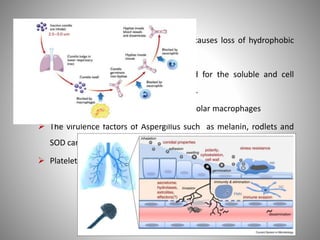  The conidial maturation begins which causes loss of hydrophobic
layer and exposure of the inner cell wall.
 The cell wall component act as ligand for the soluble and cell
associated Pattern recognition receptors.
 Most of conidia killed by ROS within alveolar macrophages
 The virulence factors of Aspergillus such as melanin, rodlets and
SOD can protect the conidia from ROS.
 Platelets also damage conidia by releasing seratonin.
 