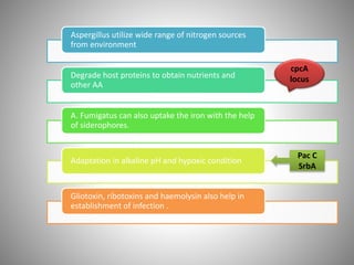 Aspergillus utilize wide range of nitrogen sources
from environment
Degrade host proteins to obtain nutrients and
other AA
A. Fumigatus can also uptake the iron with the help
of siderophores.
Adaptation in alkaline pH and hypoxic condition
Gliotoxin, ribotoxins and haemolysin also help in
establishment of infection .
cpcA
locus
Pac C
SrbA
 