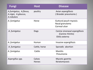 Fungi Host Disease
A.fumigatus, A.flavus,
A.niger, A.glaucus,
A.nidulans
poultry Avian aspergillosis
( Brooder pneumonia )
A. fumigatus Horse Guttural pouch mycosis
Nasal granuloma
Corneal ulcer
A. fumigatus Dogs Canine sinonasal aspergillosis
(Canine rhinitis)
Otitis externa
A. fumigatus Human Invasive aspergillosis
A. fumigatus Cattle, horse Sporadic abortion
A. fumigatus Cattle Mastitis
Pneumonia
Aspergillus spp. Calves
Horses
Mycotic gastritis
Keratomycosis
 