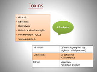 Toxins
Aflatoxins Different Aspergillus spp ,
A.flavus ( chief producer)
Ochratoxins A. ochraceus,
A. carbonarius
Citrinin A.terreus,
Penicillium citrinum
• Gliotoxin
• Ribotoxins
• Haemolysin
• Helvolic acid and fumagillin
• Fumitremorgin ( A,B,C)
• Tryptoquivaline A
A.fumigatus
 