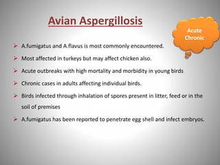 Avian Aspergillosis
 A.fumigatus and A.flavus is most commonly encountered.
 Most affected in turkeys but may affect chicken also.
 Acute outbreaks with high mortality and morbidity in young birds
 Chronic cases in adults affecting individual birds.
 Birds infected through inhalation of spores present in litter, feed or in the
soil of premises
 A.fumigatus has been reported to penetrate egg shell and infect embryos.
Acute
Chronic
 