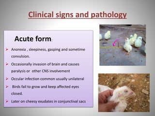 Clinical signs and pathology
Acute form:
 Anorexia , sleepiness, gasping and sometime
convulsion.
 Occasionally invasion of brain and causes
paralysis or other CNS involvement
 Occular infection common usually unilateral
 Birds fail to grow and keep affected eyes
closed.
 Later on cheesy exudates in conjunctival sacs
 