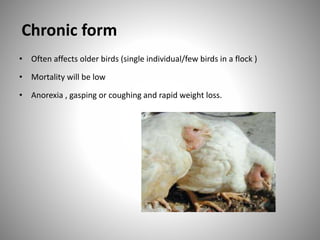 Chronic form
• Often affects older birds (single individual/few birds in a flock )
• Mortality will be low
• Anorexia , gasping or coughing and rapid weight loss.
 