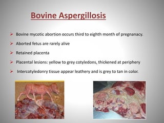 Bovine Aspergillosis
 Bovine mycotic abortion occurs third to eighth month of pregnanacy.
 Aborted fetus are rarely alive
 Retained placenta
 Placental lesions: yellow to grey cotyledons, thickened at periphery
 Intercotyledonry tissue appear leathery and is grey to tan in color.
 