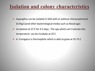 Isolation and colony characteristics
 Aspergillus can be isolated in SDA with or without chloramphenicol
(0.05g/L)and other bacteriological media such as blood agar.
 Incubation at 37 C for 4-5 days , The spp which can’t tolerate this
temperature can be incubate at 25 C
 A. Fumigatus is thermophilic which is able to grow at 55-75 C
 