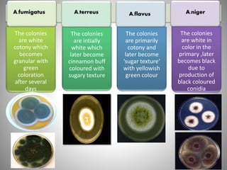 The colonies
are white
cotony which
becomes
granular with
green
coloration
after several
days
The colonies
are intially
white which
later become
cinnamon buff
coloured with
sugary texture
The colonies
are primarily
cotony and
later become
‘sugar texture’
with yellowish
green colour
The colonies
are white in
color in the
primary ,later
becomes black
due to
production of
black coloured
conidia
A.fumigatus A.terreus A.flavus A.niger
 
