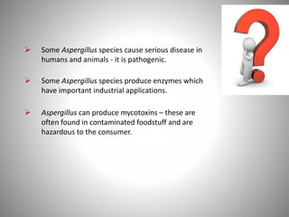  Some Aspergillus species cause serious disease in
humans and animals - it is pathogenic.
 Some Aspergillus species produce enzymes which
have important industrial applications.
 Aspergillus can produce mycotoxins – these are
often found in contaminated foodstuff and are
hazardous to the consumer.
 