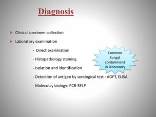 Diagnosis
 Clinical specimen collection
 Laboratory examination
- Direct examination
- Histopathology staining
- Isolation and identification
- Detection of antigen by serological test : AGPT, ELISA
- Moleculay biology: PCR-RFLP
Common
fungal
contaminant
in laboratory
 