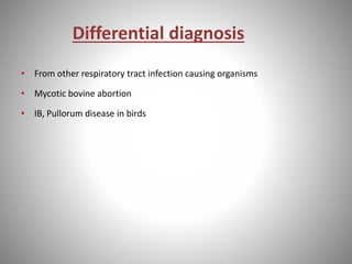 Differential diagnosis
• From other respiratory tract infection causing organisms
• Mycotic bovine abortion
• IB, Pullorum disease in birds
 