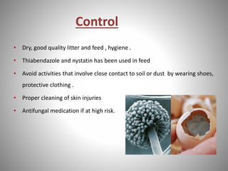 Control
• Dry, good quality litter and feed , hygiene .
• Thiabendazole and nystatin has been used in feed
• Avoid activities that involve close contact to soil or dust by wearing shoes,
protective clothing .
• Proper cleaning of skin injuries
• Antifungal medication if at high risk.
 