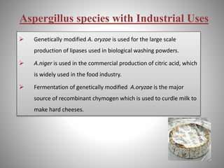 Aspergillus species with Industrial Uses
 Genetically modified A. oryzae is used for the large scale
production of lipases used in biological washing powders.
 A.niger is used in the commercial production of citric acid, which
is widely used in the food industry.
 Fermentation of genetically modified A.oryzae is the major
source of recombinant chymogen which is used to curdle milk to
make hard cheeses.
 