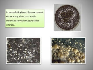 In saprophytic phase , they are present
either as mycelium or a heavily
melanised survival structure called
sclerotia.
 