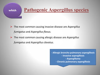 Pathogenic Aspergillus species
 The most common causing invasive disease are Aspergillus
fumigatus and Aspergillus flavus.
 The most common causing allergic disease are Aspergillus
fumigatus and Aspergillus clavatus.
which
- Allergic broncho pulmonary aspergillosis
- Invasive aspergillosis
- Aspergilloma
- Chronic pulmonary aspergillosis
 
