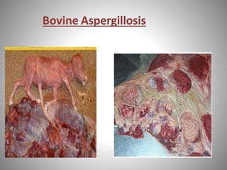 Bovine Aspergillosis
 