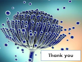 Presentation about aspergillosis.pptx file