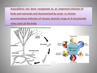 Aspergillosis has been recognized as an important infection of
birds and mammals and characterized by acute or chronic
granulomatous infection of sinuses, bronchi, lungs an d occasionally
other parts pf the body.
 