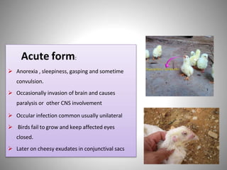 Acute form:
 Anorexia , sleepiness, gasping and sometime
convulsion.
 Occasionally invasion of brain and causes
paralysis or other CNS involvement
 Occular infection common usually unilateral
 Birds fail to grow and keep affected eyes
closed.
 Later on cheesy exudates in conjunctival sacs
 