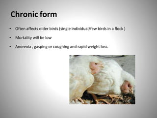 Chronic form
• Often affects older birds (single individual/few birds in a flock )
• Mortality will be low
• Anorexia , gasping or coughing and rapid weight loss.
 