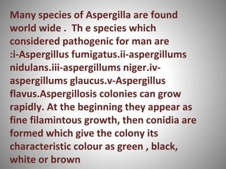 Many species of Aspergilla are found
world wide . Th e species which
considered pathogenic for man are
:i-Aspergillus fumigatus.ii-aspergillums
nidulans.iii-aspergillums niger.iv-
aspergillums glaucus.v-Aspergillus
flavus.Aspergillosis colonies can grow
rapidly. At the beginning they appear as
fine filamintous growth, then conidia are
formed which give the colony its
characteristic colour as green , black,
white or brown
 