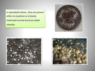 In saprophytic phase , they are present
either as mycelium or a heavily
melanised survival structure called
sclerotia.
 
