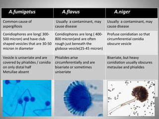 A.fumigatus A.flavus A.niger
Common cause of
aspergillosis
Usually a contaminant, may
cause disease
Usually a contaminant, may
cause disease
Conidiophores are long( 300-
500 micron) and have club
shaped vesicles that are 30-50
micron in diameter
Conidiophores are long ( 400-
800 micron)and are often
rough just beneath the
globose vesicle(25-45 micron)
Profuse conidiatian so that
circumferential conidia
obscure vesicle
Vesicle is uniseriate and are
covered by phialides / conidia
on only distal half
Metullae absent
Phialides arise
circumferentially and are
biseriate or sometimes
uniseriate
Biseriate, but heavy
conidiation usually obscures
metaulae and phialides
Conidia arise in chains Conidia are round, rough
form long chains
Conidia are spherical ,
3-5micron , and roughen
with maturity
 