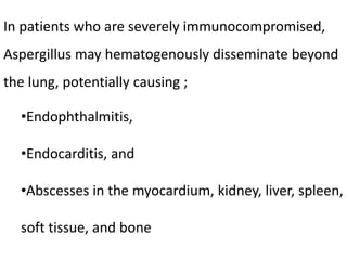In patients who are severely immunocompromised,
Aspergillus may hematogenously disseminate beyond
the lung, potentially causing ;
•Endophthalmitis,
•Endocarditis, and
•Abscesses in the myocardium, kidney, liver, spleen,
soft tissue, and bone
 