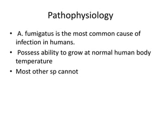 Pathophysiology
• A. fumigatus is the most common cause of
infection in humans.
• Possess ability to grow at normal human body
temperature
• Most other sp cannot
 