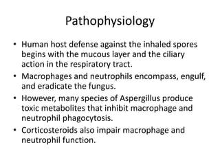 Pathophysiology
• Human host defense against the inhaled spores
begins with the mucous layer and the ciliary
action in the respiratory tract.
• Macrophages and neutrophils encompass, engulf,
and eradicate the fungus.
• However, many species of Aspergillus produce
toxic metabolites that inhibit macrophage and
neutrophil phagocytosis.
• Corticosteroids also impair macrophage and
neutrophil function.
 
