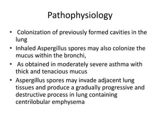 Pathophysiology
• Colonization of previously formed cavities in the
lung
• Inhaled Aspergillus spores may also colonize the
mucus within the bronchi,
• As obtained in moderately severe asthma with
thick and tenacious mucus
• Aspergillus spores may invade adjacent lung
tissues and produce a gradually progressive and
destructive process in lung containing
centrilobular emphysema
 