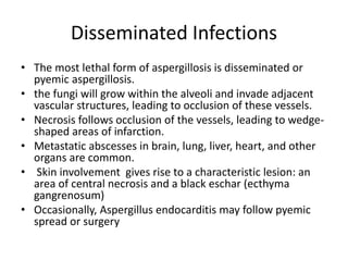 Disseminated Infections
• The most lethal form of aspergillosis is disseminated or
pyemic aspergillosis.
• the fungi will grow within the alveoli and invade adjacent
vascular structures, leading to occlusion of these vessels.
• Necrosis follows occlusion of the vessels, leading to wedge-
shaped areas of infarction.
• Metastatic abscesses in brain, lung, liver, heart, and other
organs are common.
• Skin involvement gives rise to a characteristic lesion: an
area of central necrosis and a black eschar (ecthyma
gangrenosum)
• Occasionally, Aspergillus endocarditis may follow pyemic
spread or surgery
 