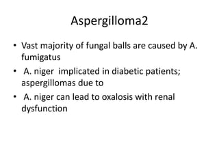 Aspergilloma2
• Vast majority of fungal balls are caused by A.
fumigatus
• A. niger implicated in diabetic patients;
aspergillomas due to
• A. niger can lead to oxalosis with renal
dysfunction
 