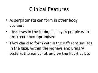 Clinical Features
• Aspergillomata can form in other body
cavities.
• abscesses in the brain, usually in people who
are immunocompromised.
• They can also form within the different sinuses
in the face, within the kidneys and urinary
system, the ear canal, and on the heart valves
 