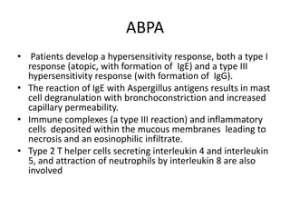 ABPA
• Patients develop a hypersensitivity response, both a type I
response (atopic, with formation of IgE) and a type III
hypersensitivity response (with formation of IgG).
• The reaction of IgE with Aspergillus antigens results in mast
cell degranulation with bronchoconstriction and increased
capillary permeability.
• Immune complexes (a type III reaction) and inflammatory
cells deposited within the mucous membranes leading to
necrosis and an eosinophilic infiltrate.
• Type 2 T helper cells secreting interleukin 4 and interleukin
5, and attraction of neutrophils by interleukin 8 are also
involved
 