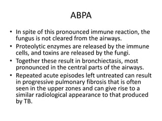 ABPA
• In spite of this pronounced immune reaction, the
fungus is not cleared from the airways.
• Proteolytic enzymes are released by the immune
cells, and toxins are released by the fungi.
• Together these result in bronchiectasis, most
pronounced in the central parts of the airways.
• Repeated acute episodes left untreated can result
in progressive pulmonary fibrosis that is often
seen in the upper zones and can give rise to a
similar radiological appearance to that produced
by TB.
 