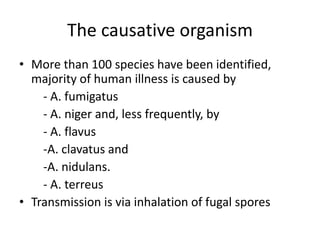 The causative organism
• More than 100 species have been identified,
majority of human illness is caused by
- A. fumigatus
- A. niger and, less frequently, by
- A. flavus
-A. clavatus and
-A. nidulans.
- A. terreus
• Transmission is via inhalation of fugal spores
 