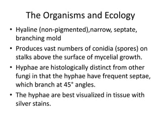 The Organisms and Ecology
• Hyaline (non-pigmented),narrow, septate,
branching mold
• Produces vast numbers of conidia (spores) on
stalks above the surface of mycelial growth.
• Hyphae are histologically distinct from other
fungi in that the hyphae have frequent septae,
which branch at 45° angles.
• The hyphae are best visualized in tissue with
silver stains.
 