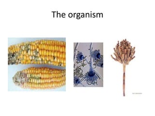 The organism
 